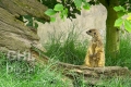 20040704 002 Safari Park Meercat (Wm)