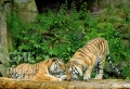 20050612 001 Siberian Tigers (Wm)