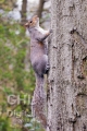 20080425 001 Grey Squirrel (Wm)
