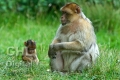 20110808 001 Barbary Macaques (Wm)