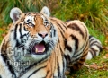 20111008 001 Amur Tiger (Wm)