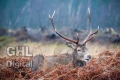 20131228 001 Glen Etive Deer (Wm)