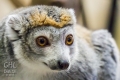 20150228 001 Crowned Lemur (Wm)